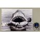 Steven Spielberg   Hand Signed 8"x12"  JAWS  Photo  + BECKETT COA *BUY GENUINE*