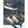 Dan Carter Hand Signed 12"x18" Allblacks Photo 2 + Photo Proof