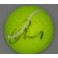 Andy Murray  Hand Signed Tennis Ball' + PSA/DNA  Beckett COA * BUY GENUINE *