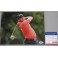 Jason Day Hand Signed 8" x 10" Colour Photo 1 + PSA/DNA V52864