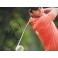 Jason Day Hand Signed 8" x 10" Colour Photo 1 + PSA/DNA V52864